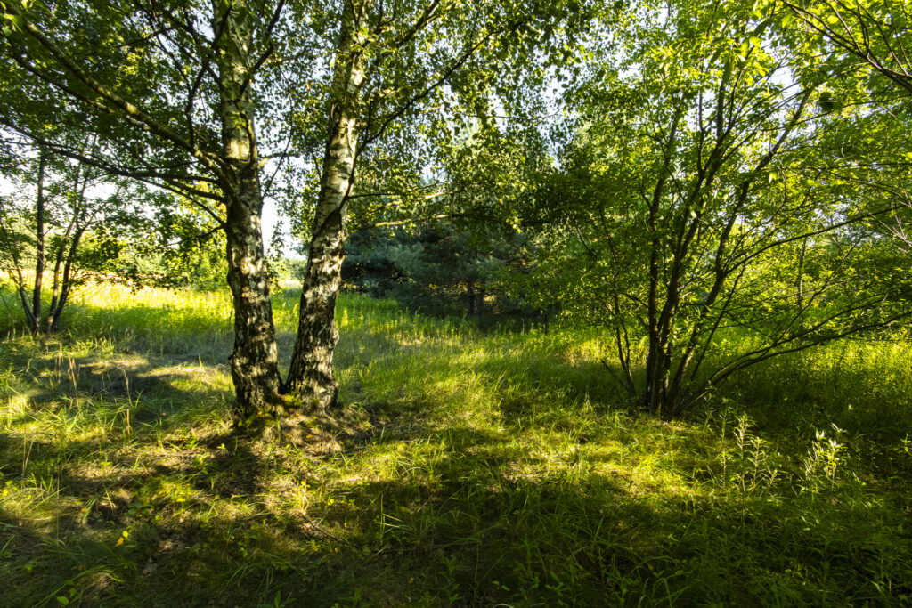 Urokliwa działka z domem i lasem - Twój azyl! - zdjęcie 11