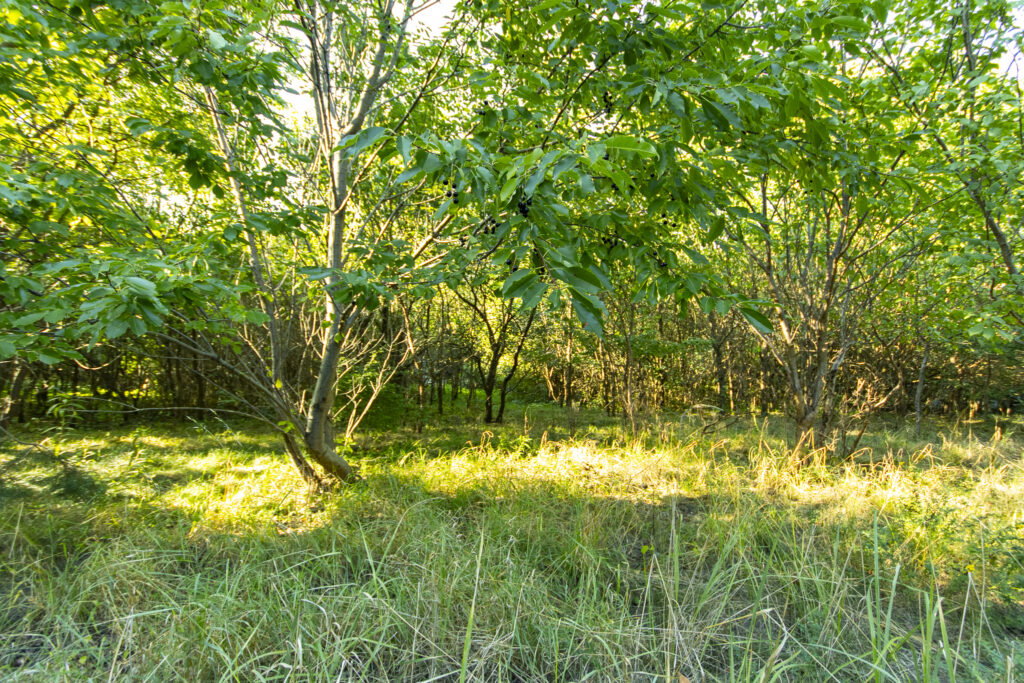 Urokliwa działka z domem i lasem - Twój azyl! - zdjęcie 12