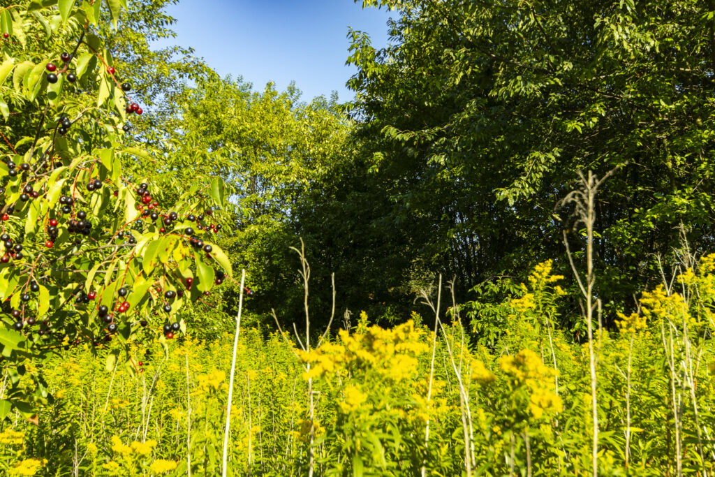 Urokliwa działka z domem i lasem - Twój azyl! - zdjęcie 13
