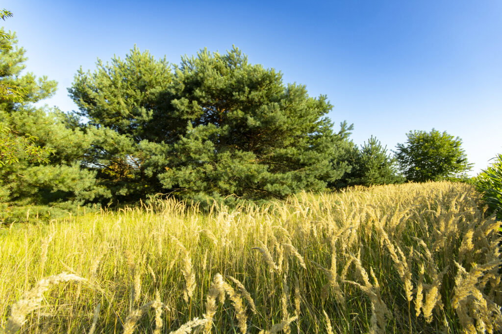 Urokliwa działka z domem i lasem - Twój azyl! - zdjęcie 14