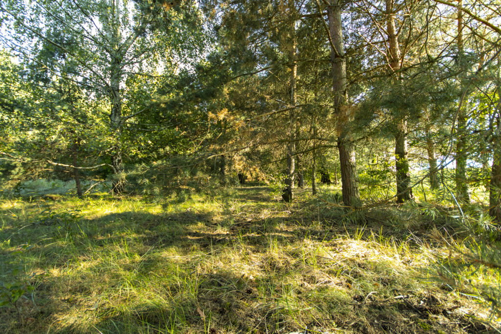Urokliwa działka z domem i lasem - Twój azyl! - zdjęcie 15