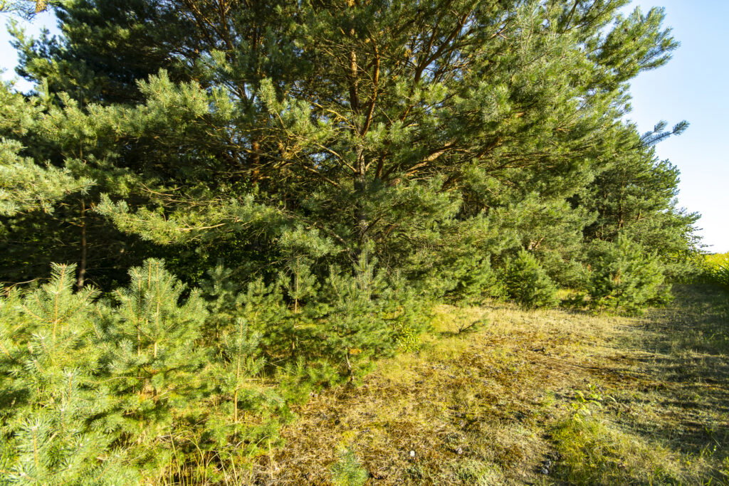 Urokliwa działka z domem i lasem - Twój azyl! - zdjęcie 16