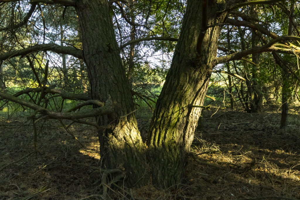 Urokliwa działka z domem i lasem - Twój azyl! - zdjęcie 17