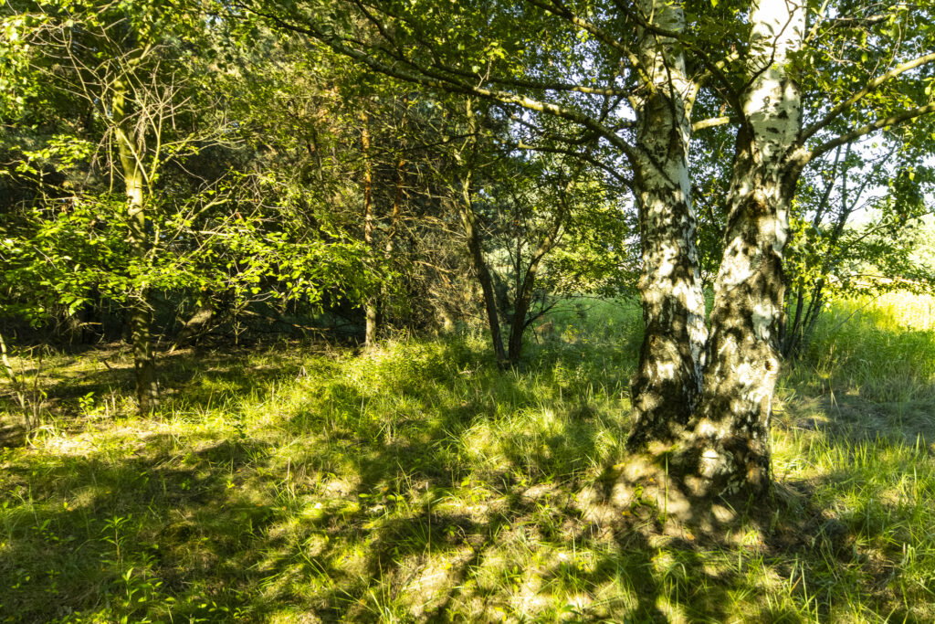 Urokliwa działka z domem i lasem - Twój azyl! - zdjęcie 18