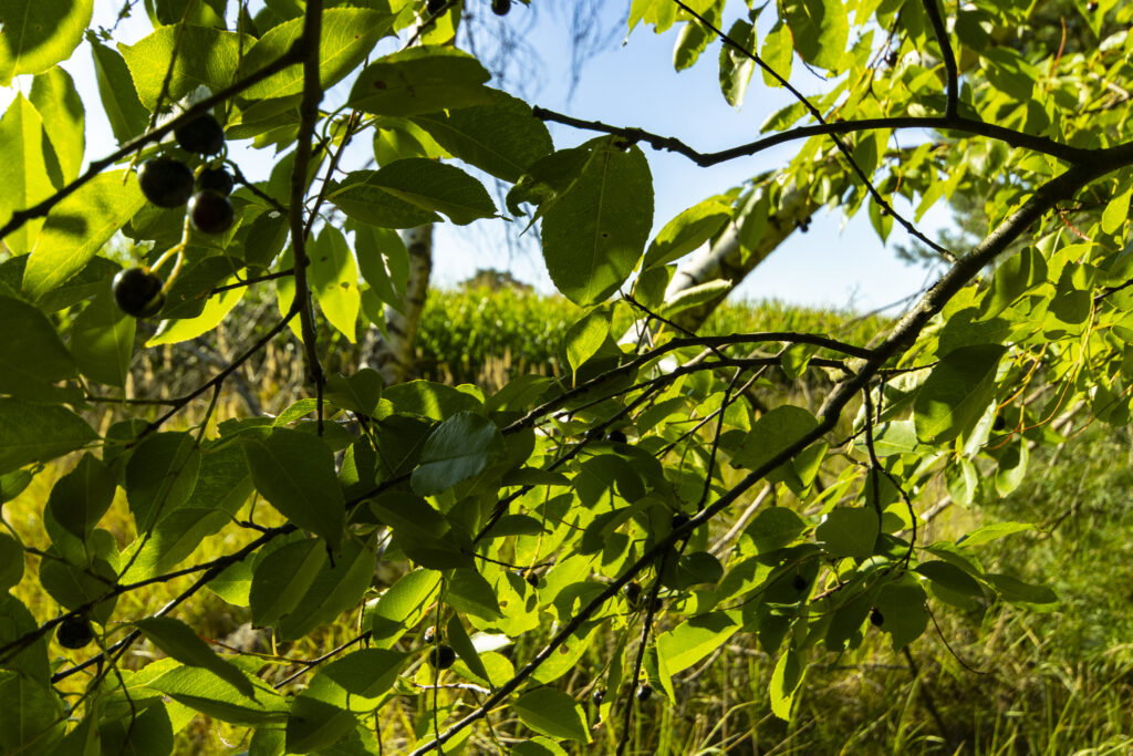 Urokliwa działka z domem i lasem - Twój azyl! - zdjęcie 19