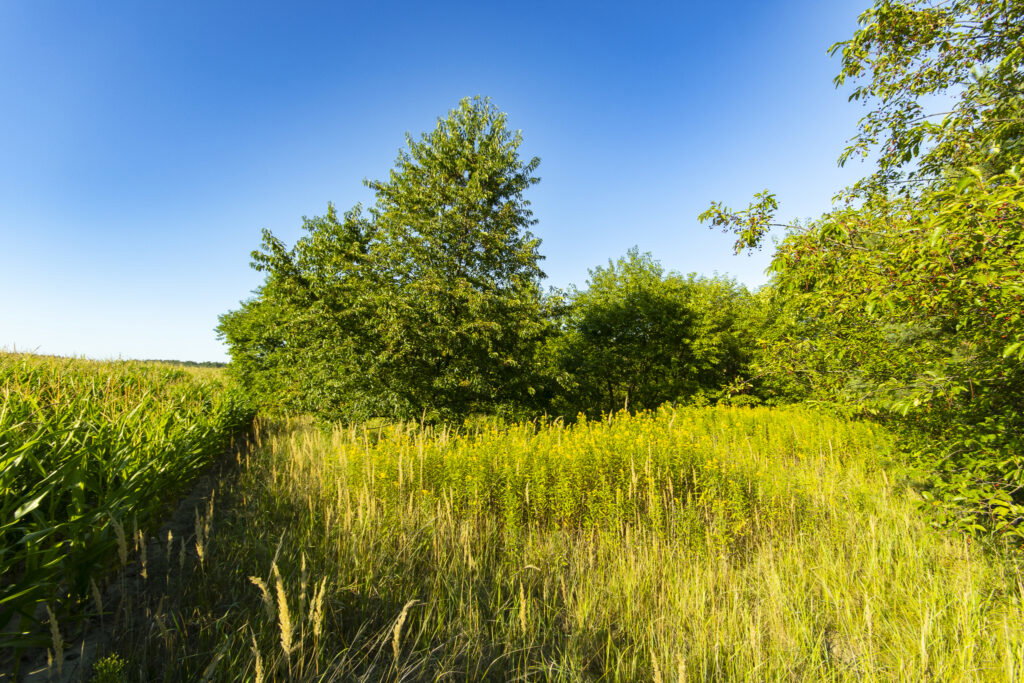 Urokliwa działka z domem i lasem - Twój azyl! - zdjęcie 20