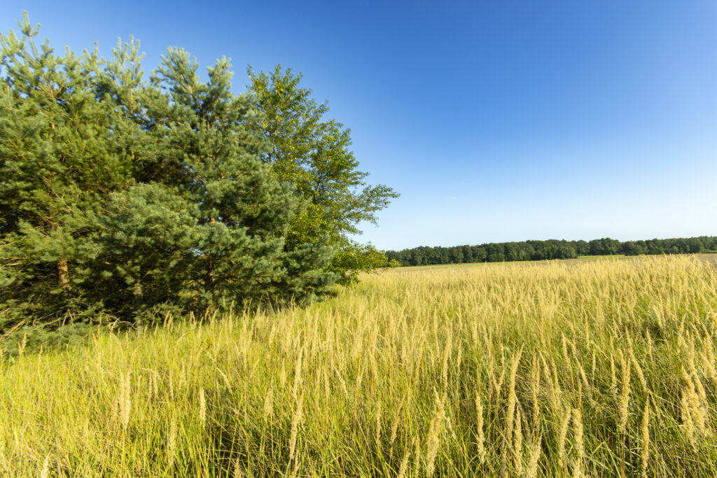 Urokliwa działka z domem i lasem - Twój azyl! - zdjęcie 21