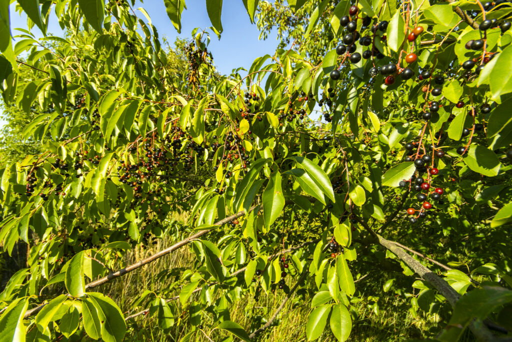 Urokliwa działka z domem i lasem - Twój azyl! - zdjęcie 22