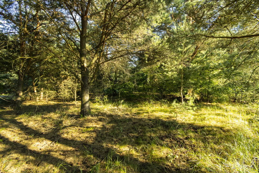Urokliwa działka z domem i lasem - Twój azyl! - zdjęcie 23