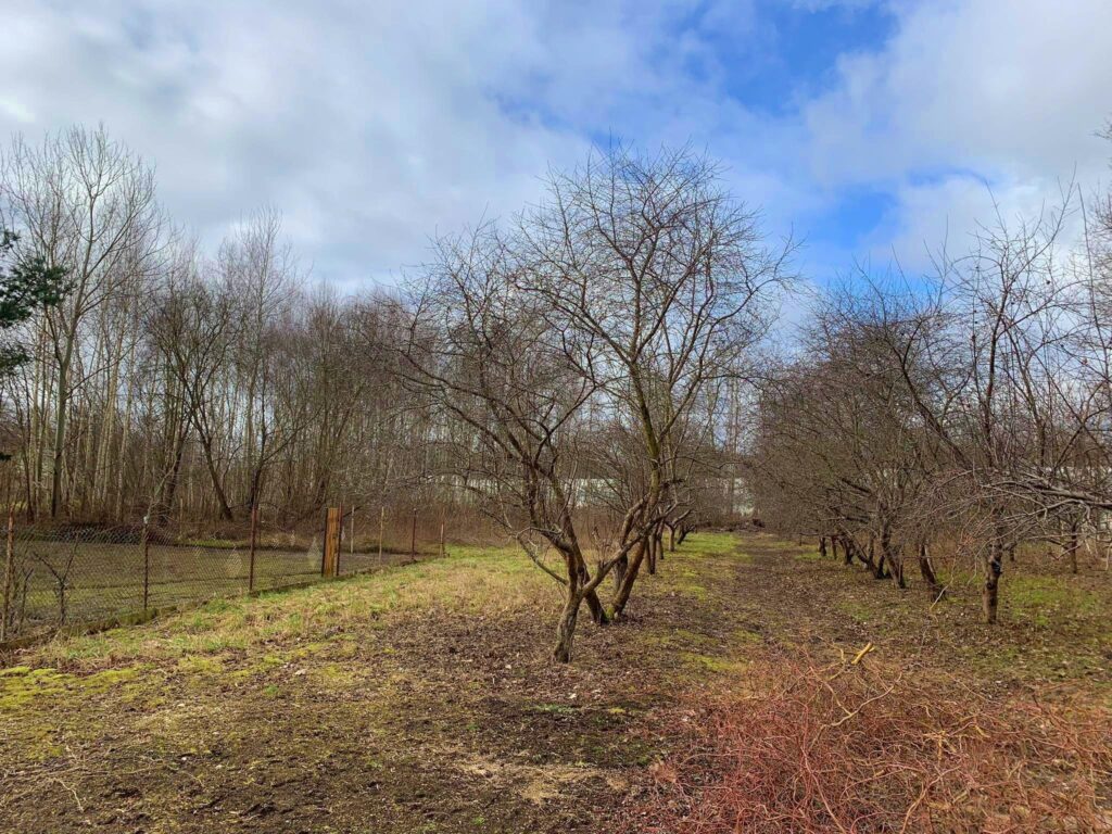 Działka przemysłowo-inwestycyjna Żabia Wola - zdjęcie 4