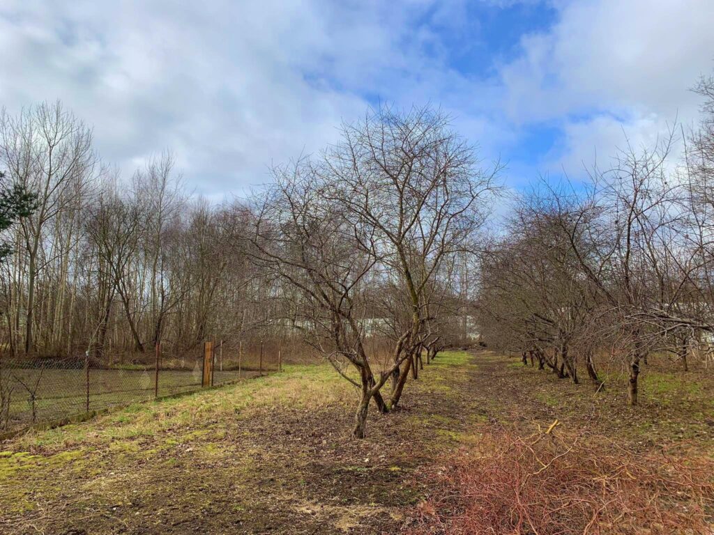 Działka przemysłowo-inwestycyjna Żabia Wola - zdjęcie 5