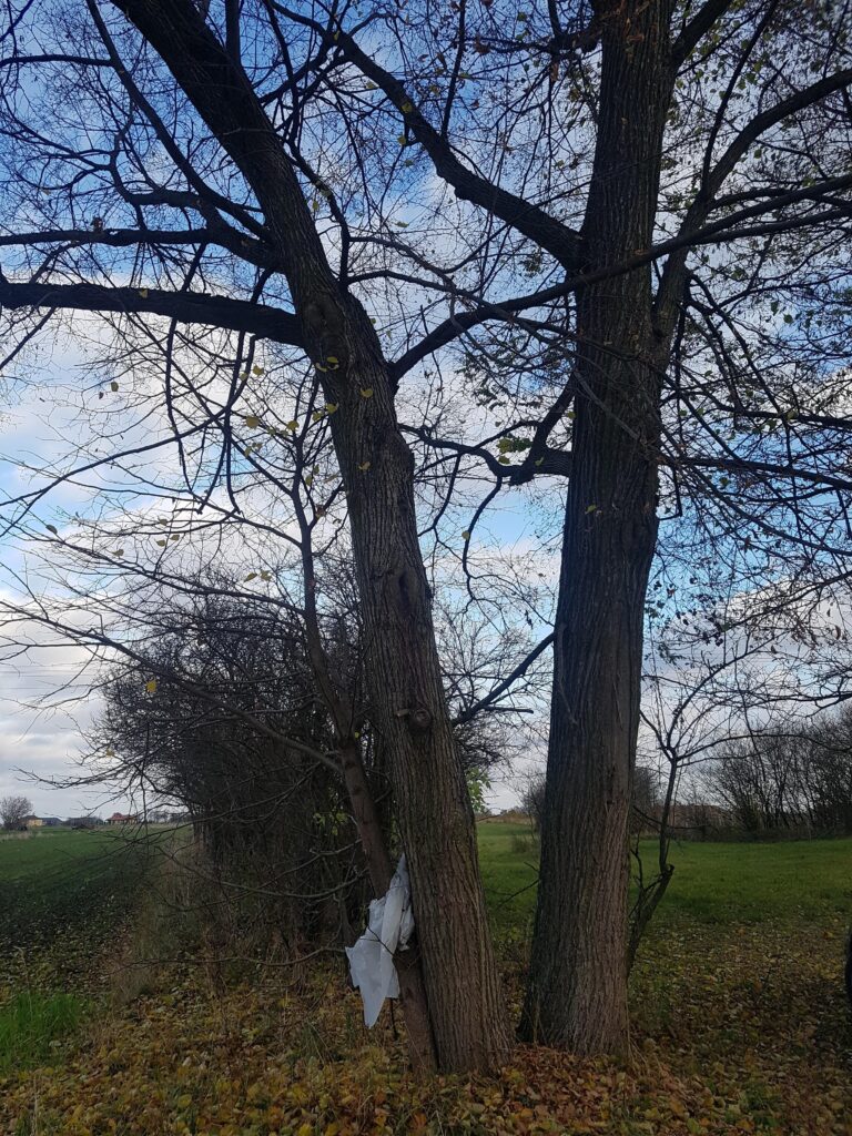Działka we wsi Zawady gm. Rzeczyca- 0,3010 HA. - zdjęcie 8