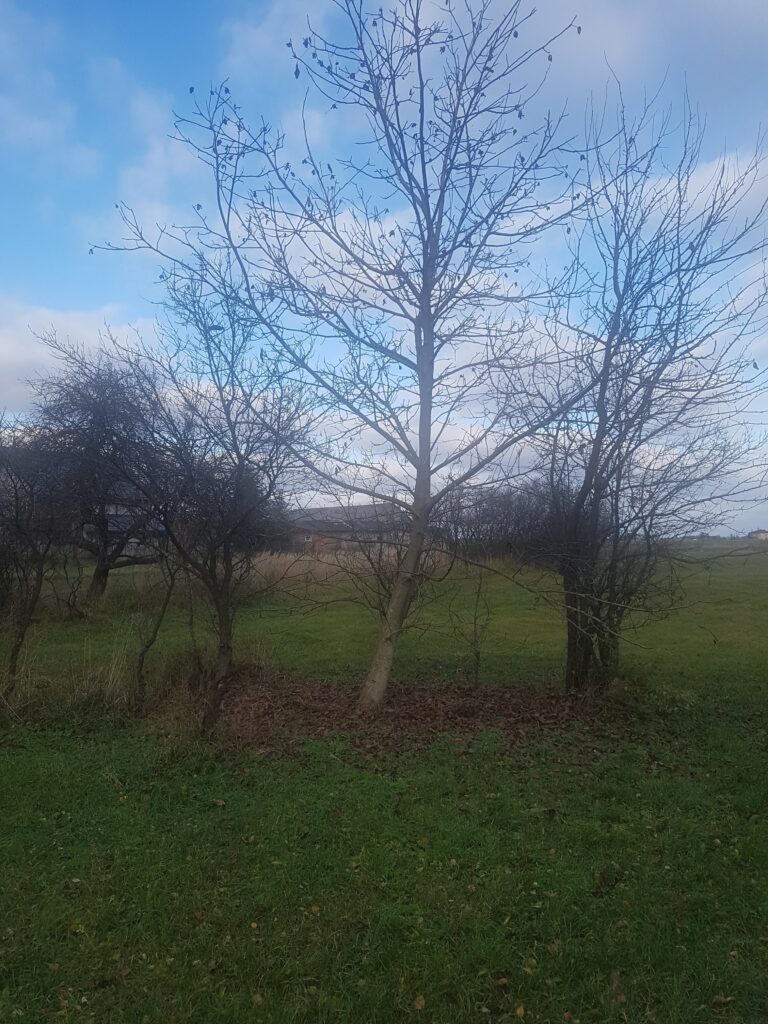 Działka we wsi Zawady gm. Rzeczyca- 0,3010 HA. - zdjęcie 6