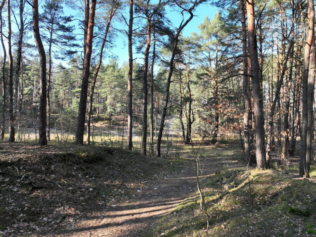 Działka 7 min od Żyrardowa, 30 min do Warszawy - zdjęcie 10