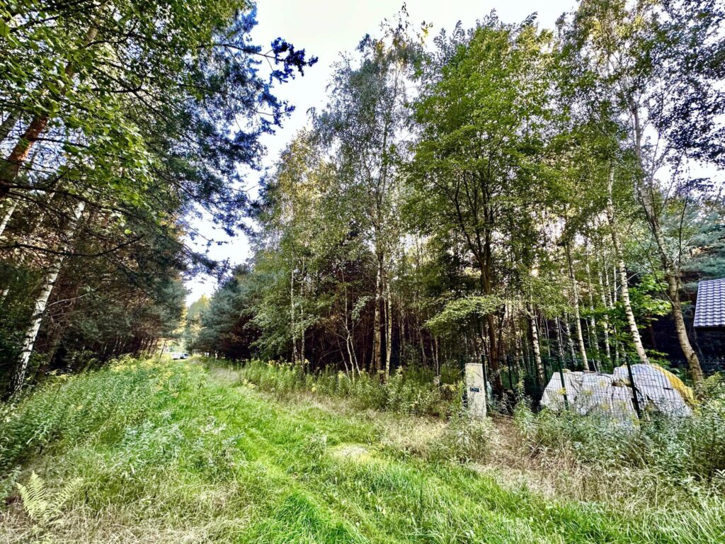 Działka 1000 m2 w otulinie drzew - zdjęcie 4