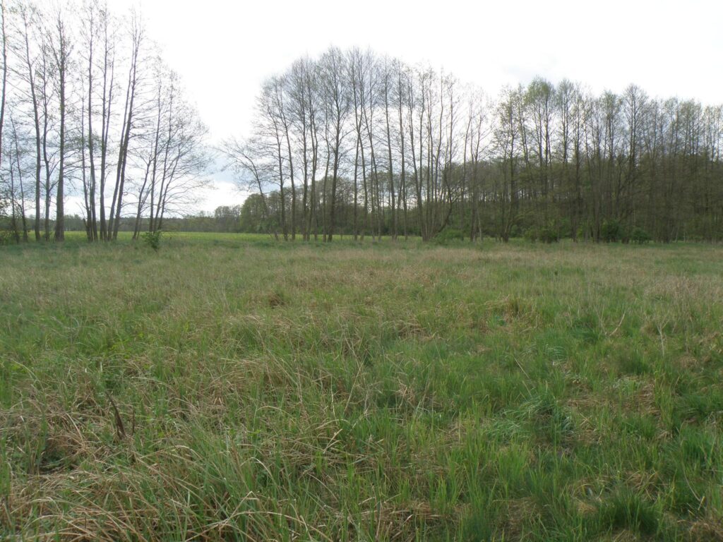 Działka 1590m2 blisko lasu w Kopaninie - zdjęcie 1