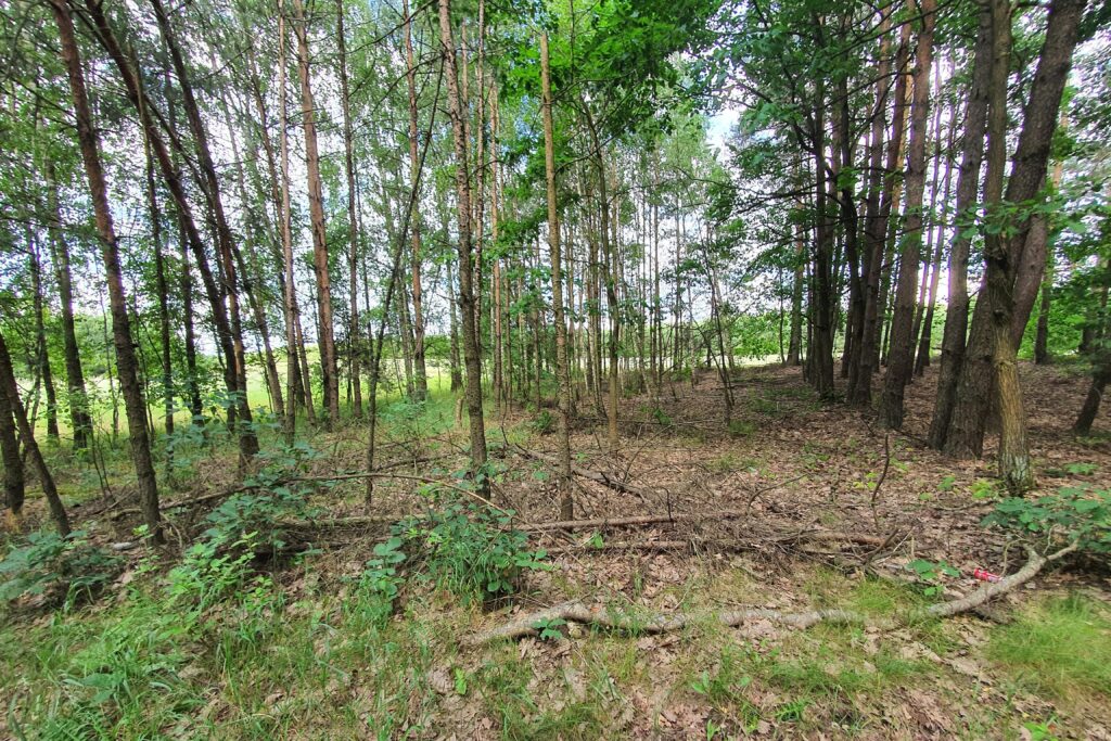 Działka z lasami idealna pod inwestycję ! - zdjęcie 3
