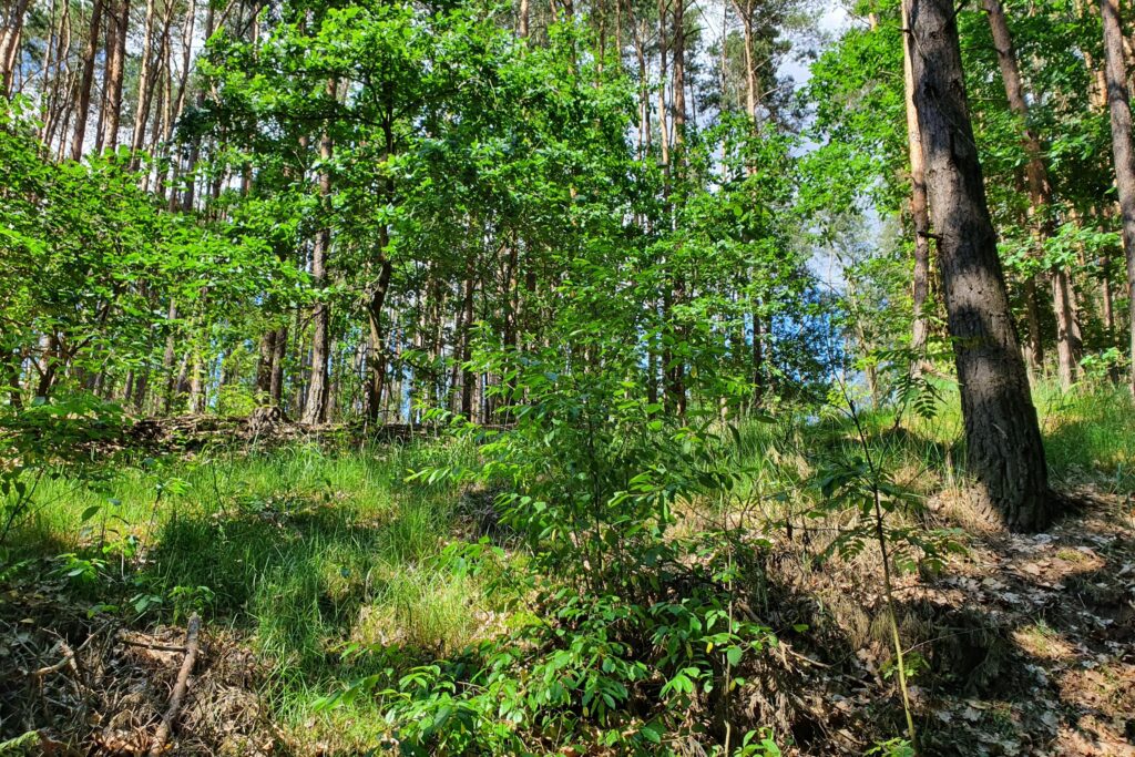 Działka z lasami idealna pod inwestycję ! - zdjęcie 7