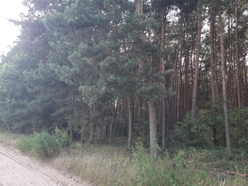 Duża działka  z lasem w Turznie - zdjęcie 2