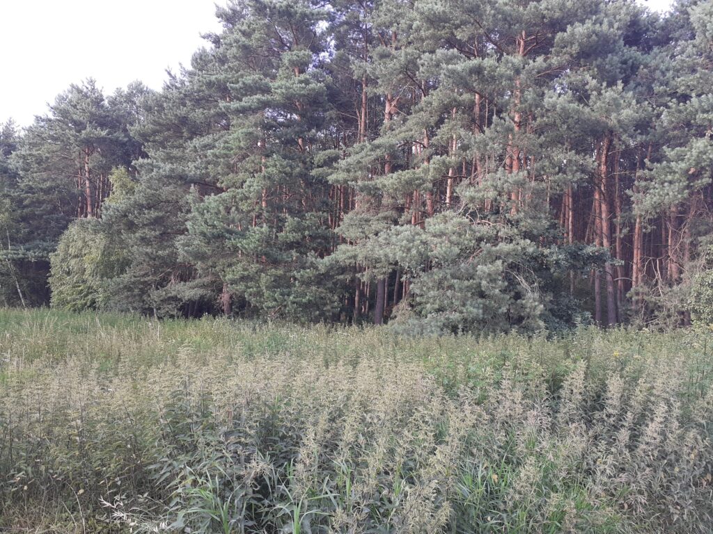 Duża działka  z lasem w Turznie - zdjęcie 3