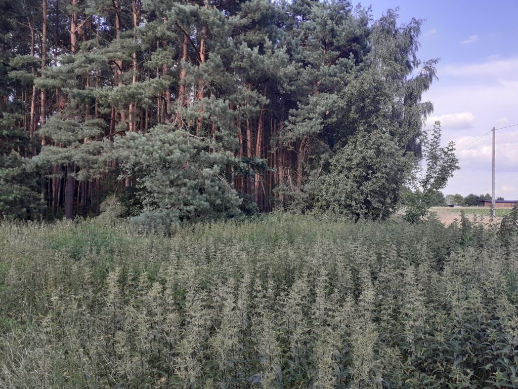 Duża działka  z lasem w Turznie - zdjęcie 5