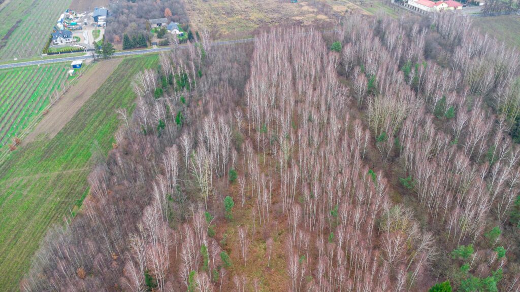 Działka 1,86 ha Suchostruga gmina Tarczyn - zdjęcie 13