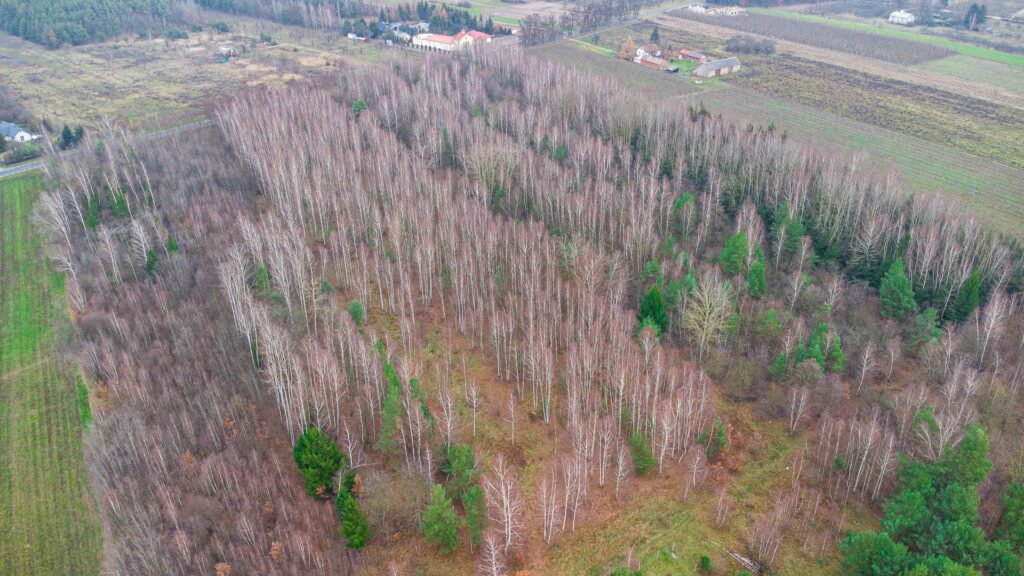 Działka 1,86 ha Suchostruga gmina Tarczyn - zdjęcie 14