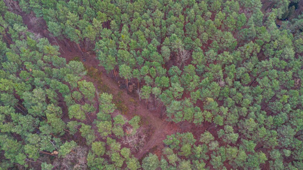 Piękna działka budowlana w Sękocin Las obok Łaz - zdjęcie 14