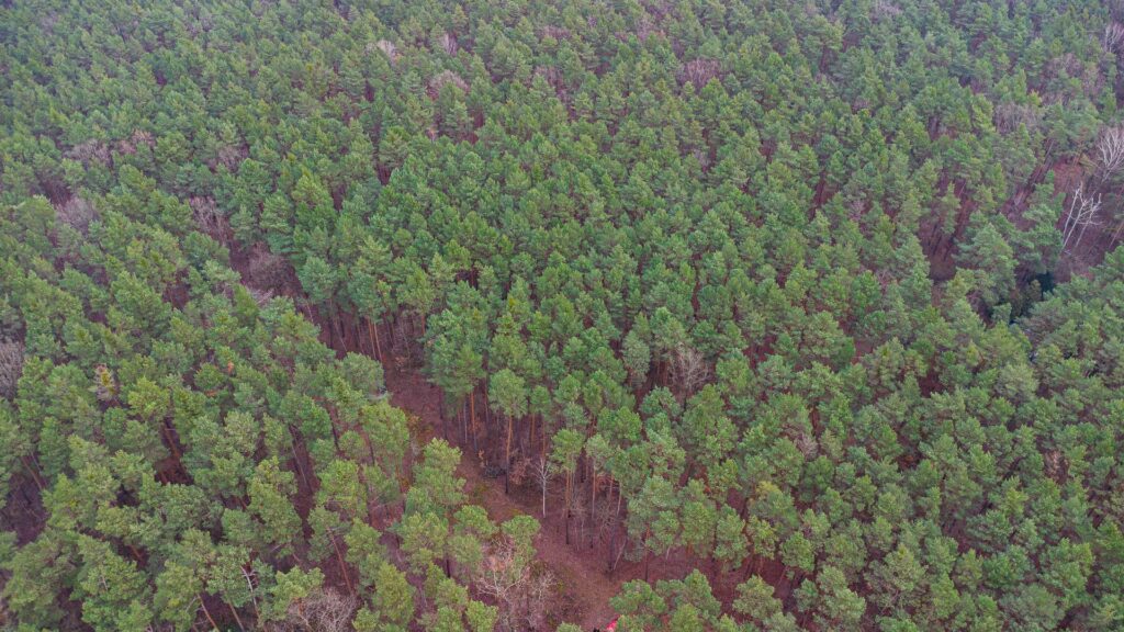Piękna działka budowlana w Sękocin Las obok Łaz - zdjęcie 15