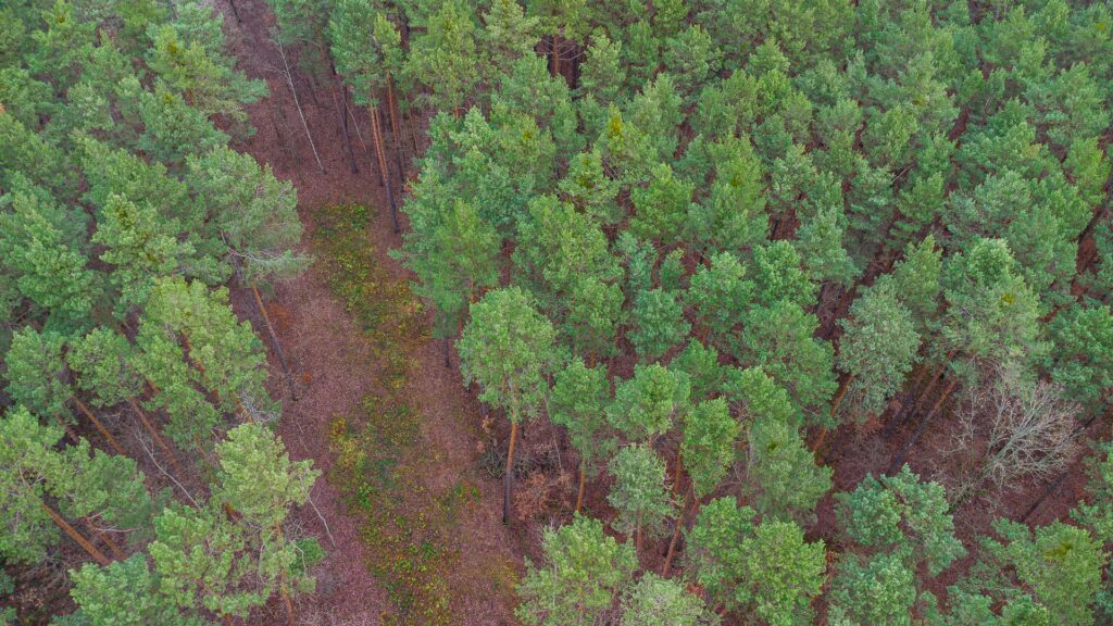 Piękna działka budowlana w Sękocin Las obok Łaz - zdjęcie 8