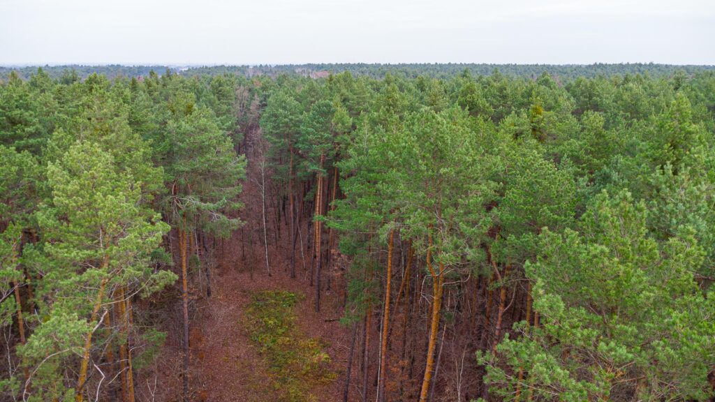 Piękna działka budowlana w Sękocin Las obok Łaz - zdjęcie 9