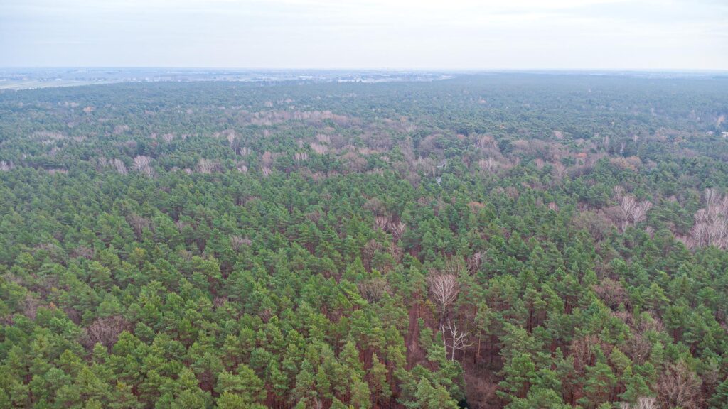 Piękna działka budowlana w Sękocin Las obok Łaz - zdjęcie 22