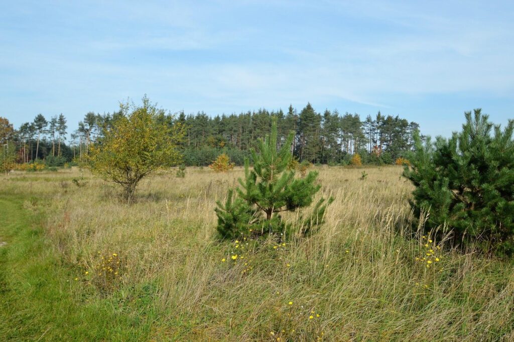 Działka budowlana w Siedliskach. - zdjęcie 2