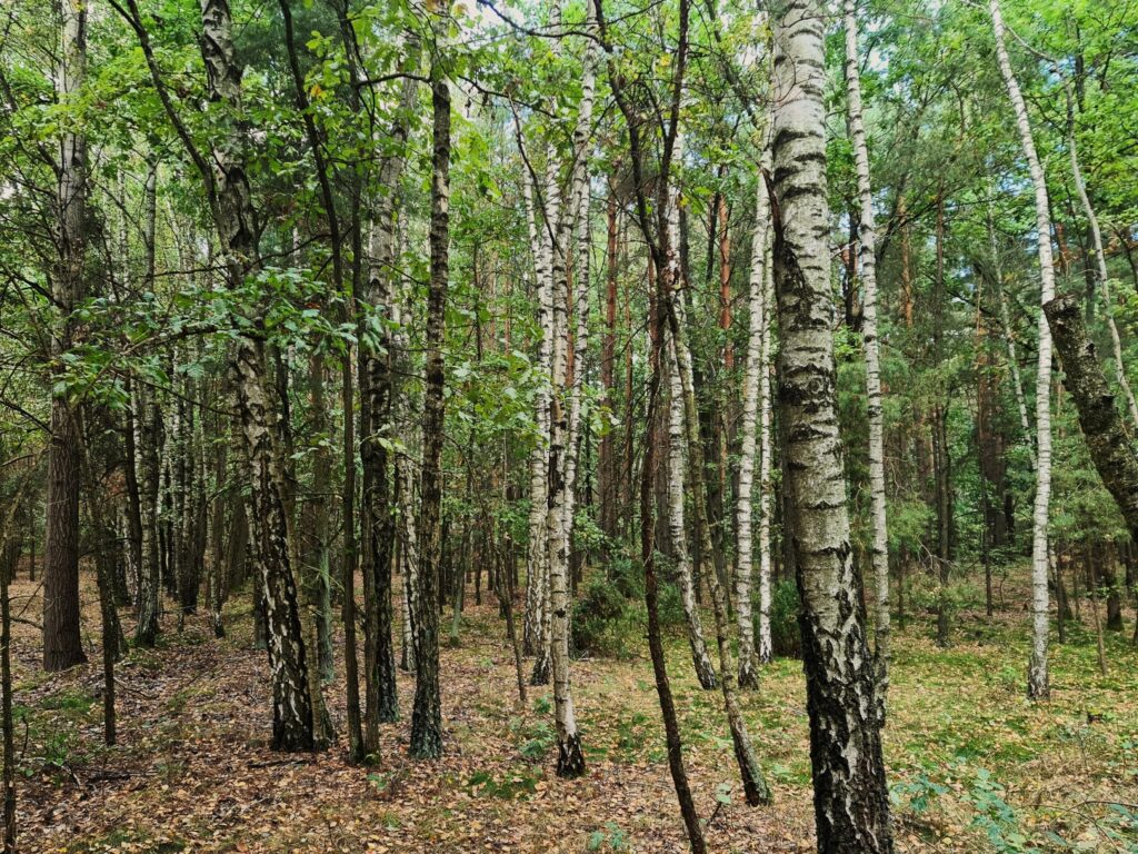 Działki na sprzedaż - zdjęcie 3