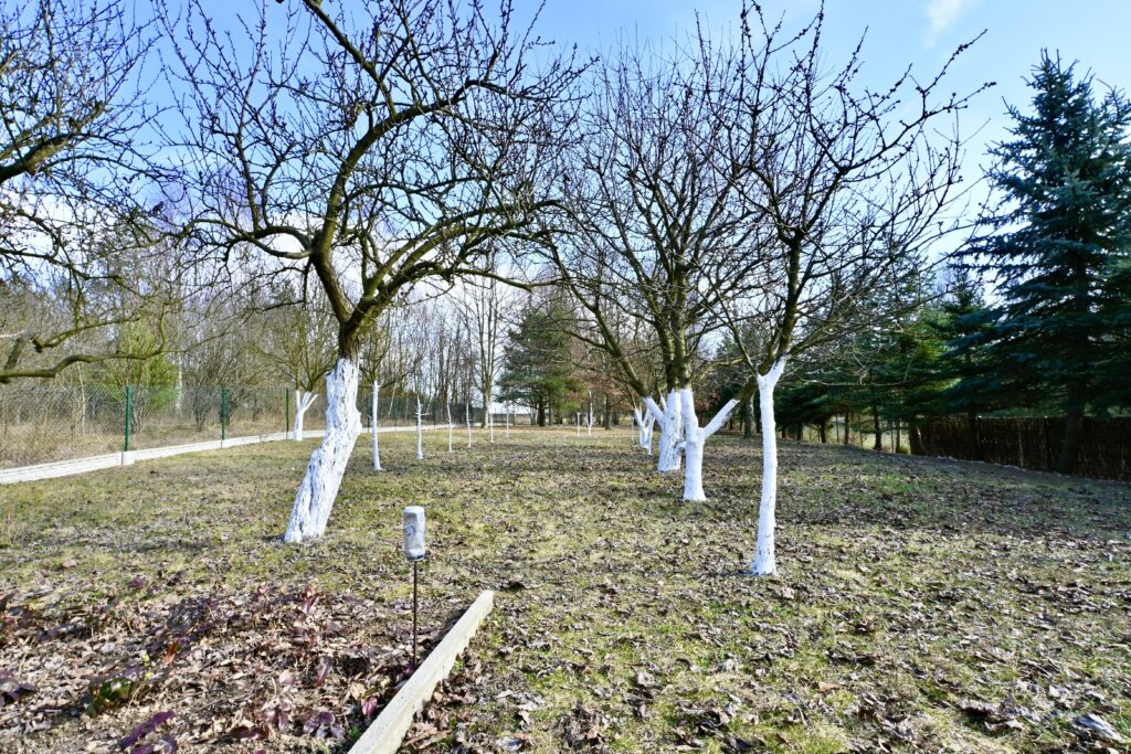 Dom z dużą działką, sadem i własnym lasem - zdjęcie 5