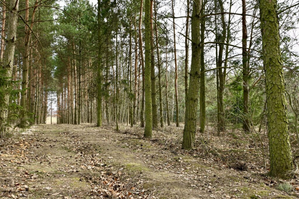 Dom z dużą działką, sadem i własnym lasem - zdjęcie 6