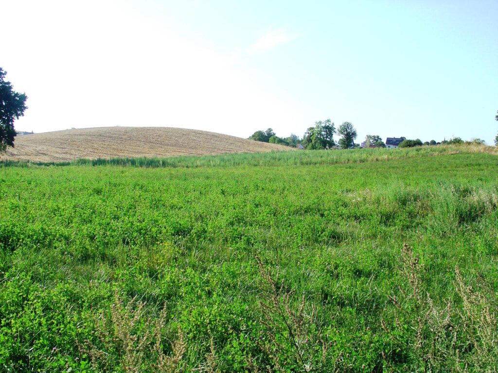 Działka budowlana Szropy. - zdjęcie 1