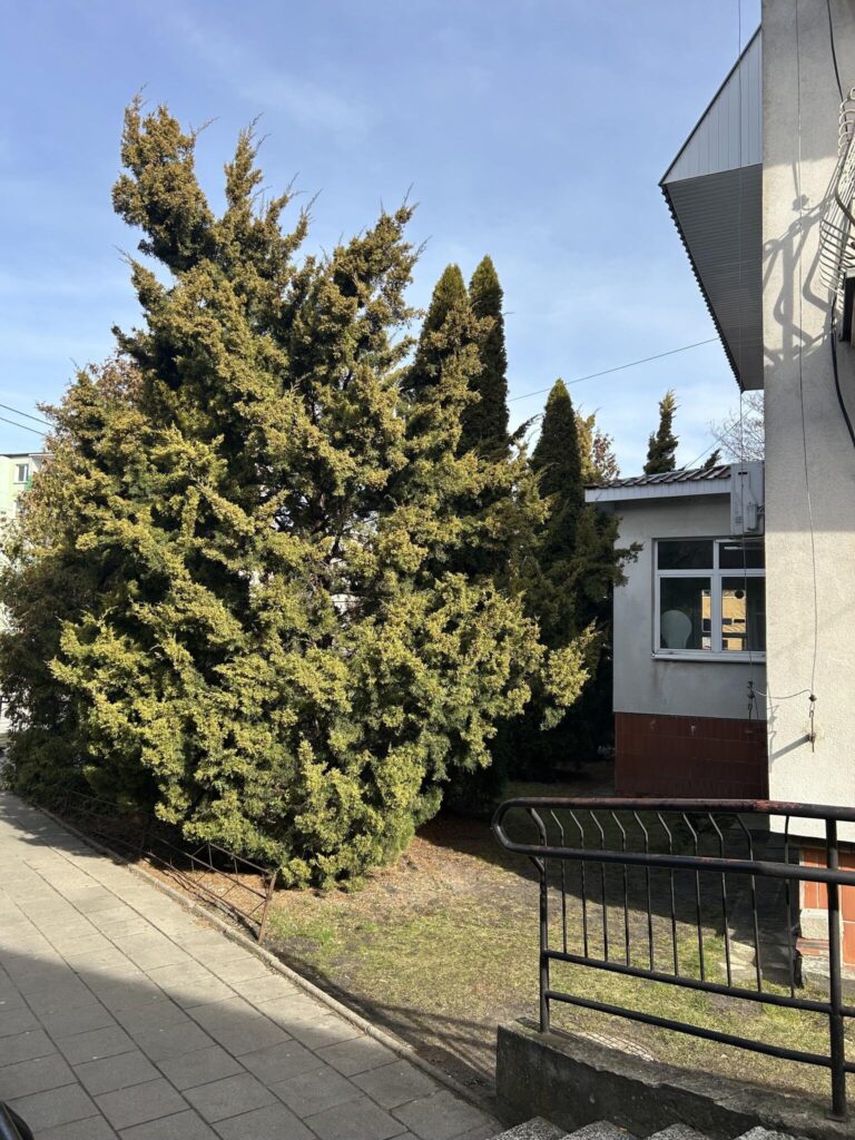 Lokal użytkowy w Centrum - Bielsk Podlaski - zdjęcie 3