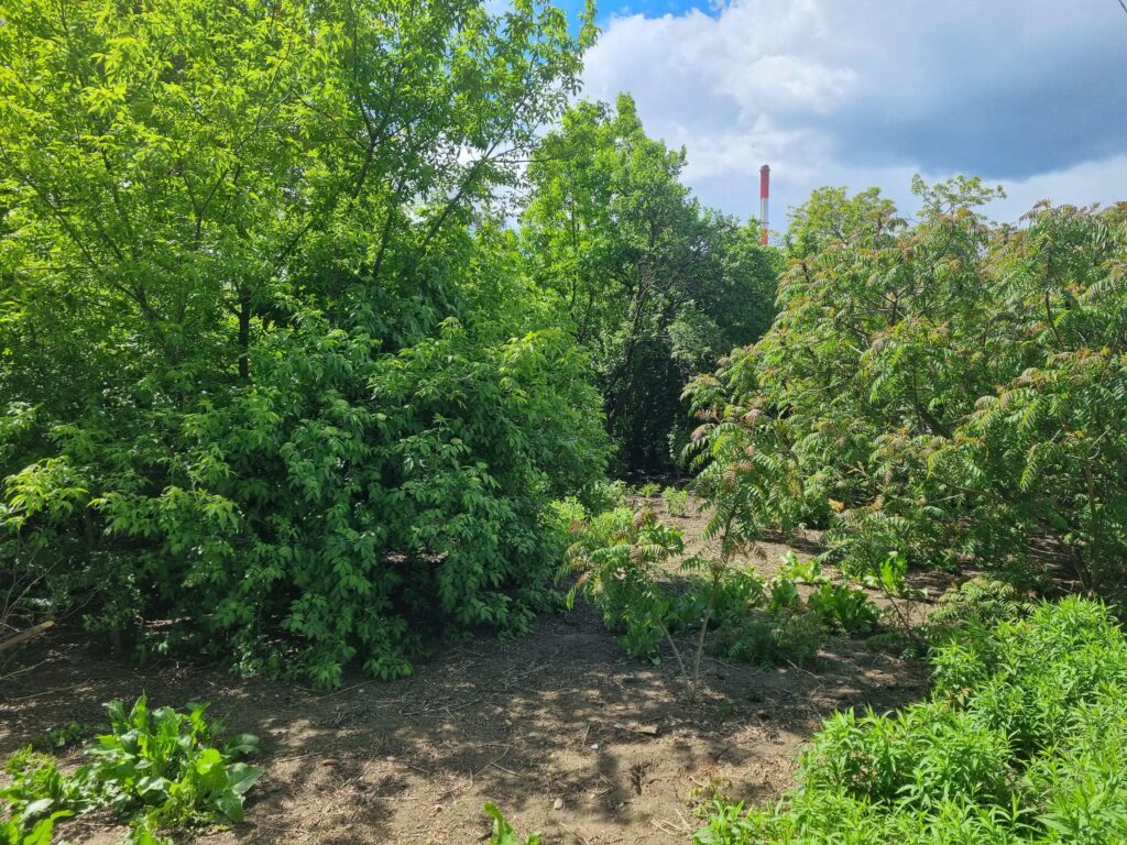 Działka budowlana, ul.Kobylańska / Korzenna - zdjęcie 3