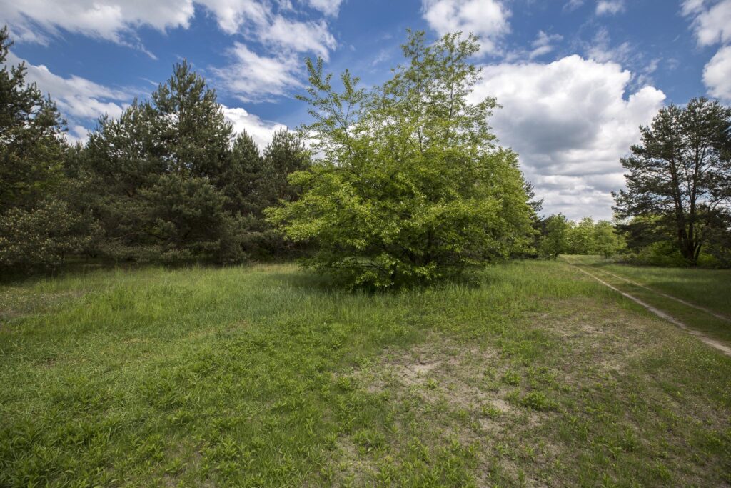 Rudnik nad Sanem, Podkarpackie, ul. Rzeszowska - zdjęcie 6