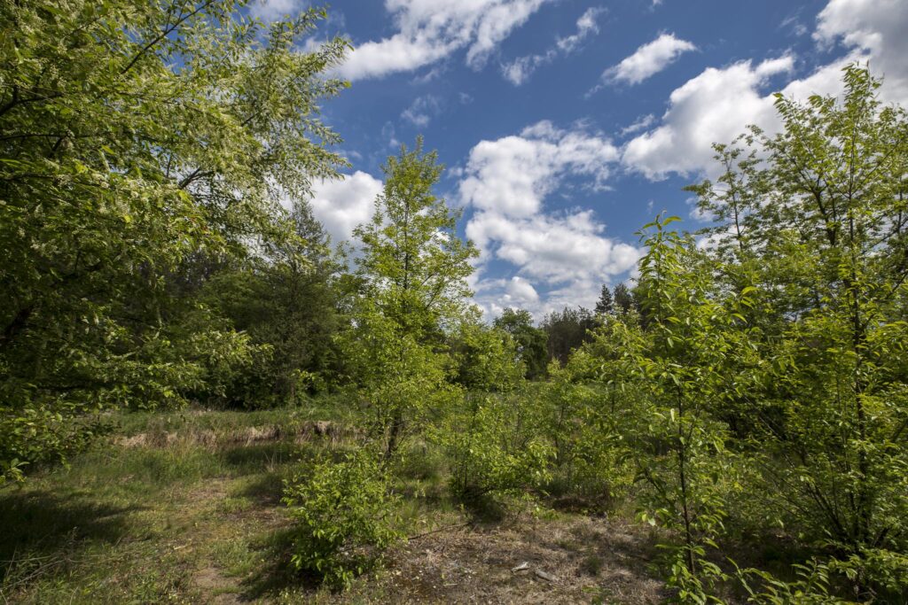 Rudnik nad Sanem, Podkarpackie, ul. Rzeszowska - zdjęcie 7