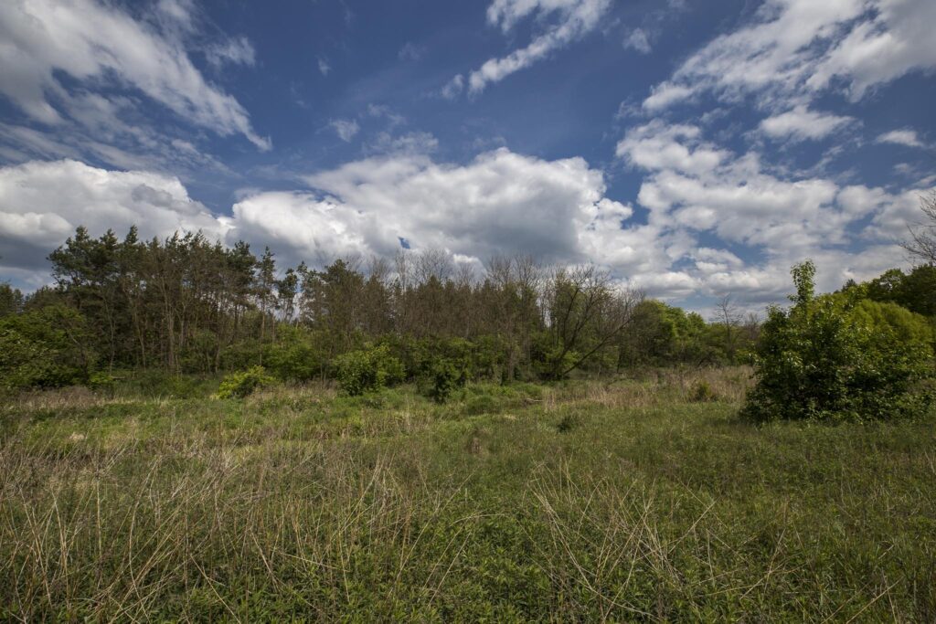 Rudnik nad Sanem, Podkarpackie, ul. Rzeszowska - zdjęcie 9