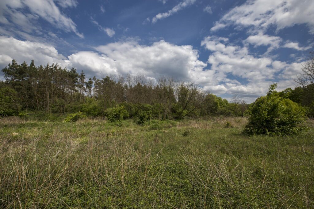 Rudnik nad Sanem, Podkarpackie, ul. Rzeszowska - zdjęcie 11