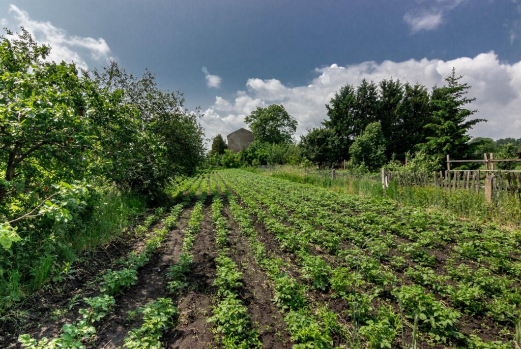 Na sprzedaż drewniany dom w Boćkach. - zdjęcie 5