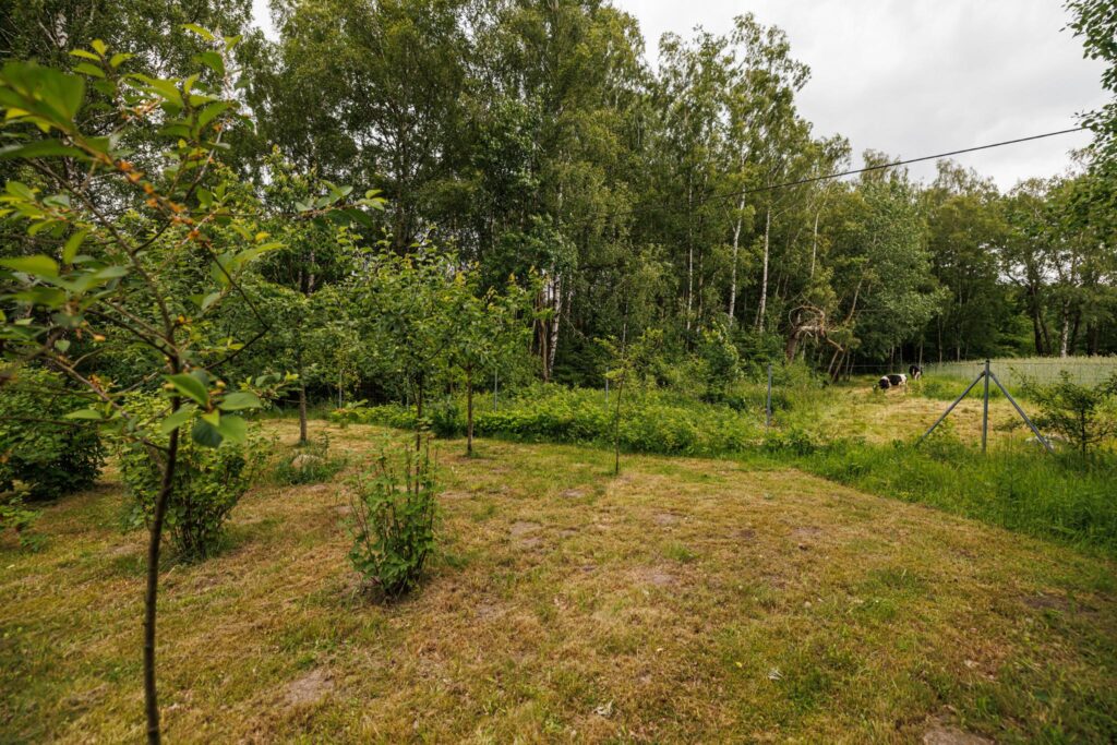 Duży teren z własnym lasem 12 minut od Obwodnicy - zdjęcie 20