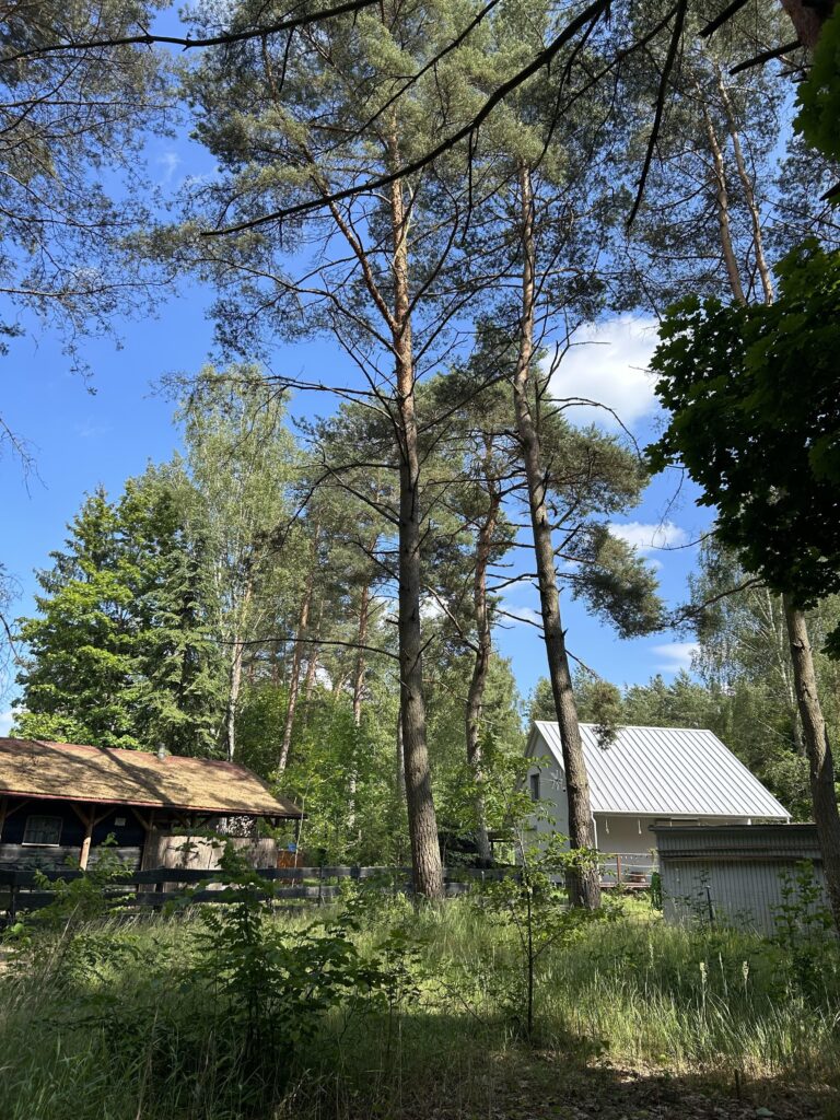 Dziaka w lesie nad jeziorem - Tuczno - zdjęcie 7