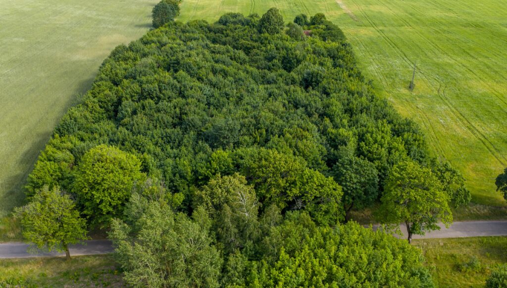 Działki pod miastem z lasem, Waszulki - zdjęcie 7