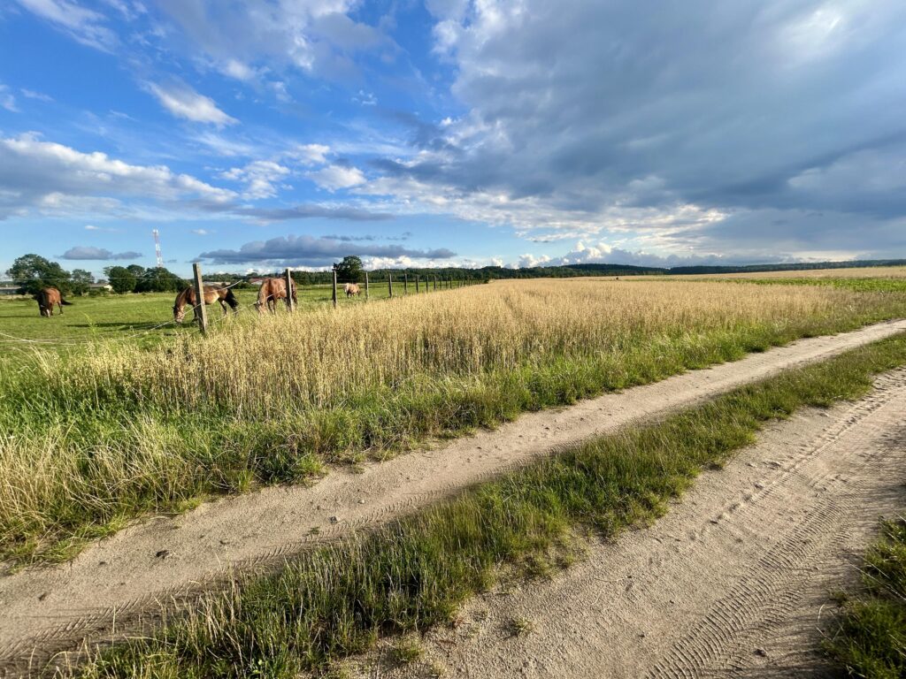 Działka Napiwoda Mazury Nidzica 7km - zdjęcie 9