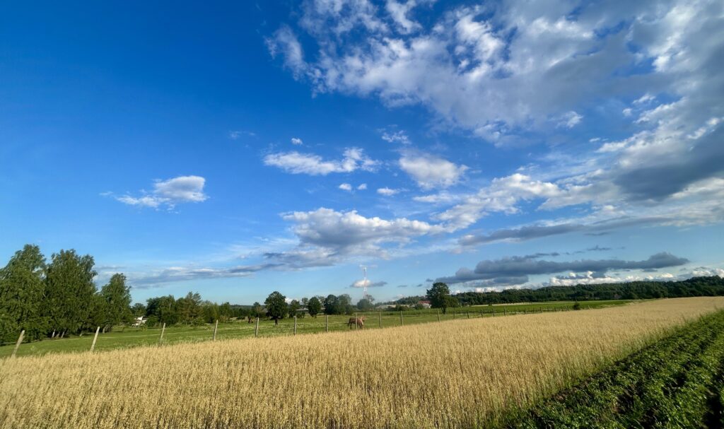 Działka Napiwoda Mazury Nidzica 7km - zdjęcie 12
