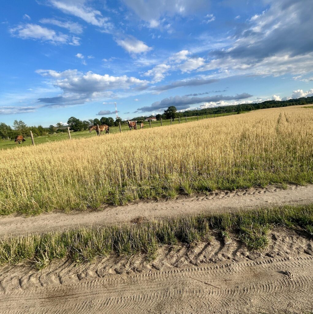 Działka na Mazurach Napiwoda Nidzica - zdjęcie 10